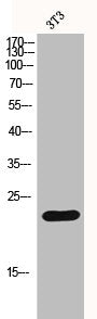 Western Blot analysis of 3T3 cells using Histone H1 Polyclonal Antibody