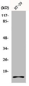 Western Blot analysis of HT29 cells using Histone H2A.X Polyclonal Antibody