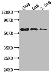 Western Blot Positive WB detected in Recombinant protein All lanes: mpII antibody at 1:2000 Secondary Goat polyclonal to rabbit IgG at 1/50000 dilution Predicted band size: 57 kDa Observed band size: 58 kDa