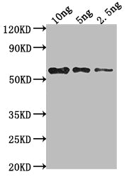Western Blot Positive WB detected in Recombinant protein All lanes: mpII antibody at 1:2000 Secondary Goat polyclonal to rabbit IgG at 1/50000 dilution Predicted band size: 57 kDa Observed band size: 58 kDa