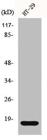 Western Blot analysis of HT29 cells using Histone H2B Polyclonal Antibody