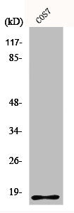 Western Blot analysis of COS7 cells using Histone H2B Polyclonal Antibody