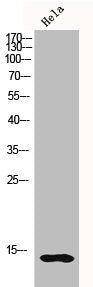 Western Blot analysis of HELA cells using Histone H2B Polyclonal Antibody