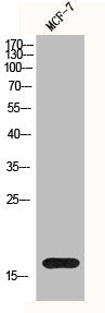 Western Blot analysis of MCF-7 cells using Histone H3 Polyclonal Antibody