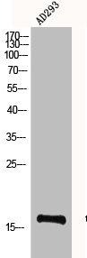 Western Blot analysis of AD293 cells using Histone H3 Polyclonal Antibody