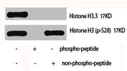 Western Blot analysis of Hela cells using Histone H3.3 Polyclonal Antibody