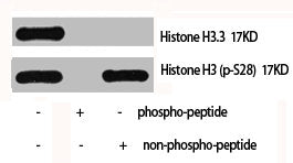 Western Blot analysis of Hela cells using Histone H3.3 Polyclonal Antibody