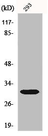 Western Blot analysis of 293 cells using HLA-DOβ Polyclonal Antibody
