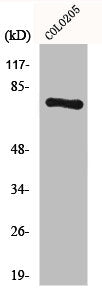 Western Blot analysis of COLO205 cells using HLX1 Polyclonal Antibody