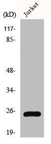 Western Blot analysis of Jurkat cells using HMG-1 Polyclonal Antibody