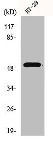 Western Blot analysis of HT29 cells using HNF-4α Polyclonal Antibody
