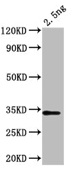 Western Blot Positive WB detected in: recombinant protein All lanes: chiA Antibody at 1:1000 Secondary Goat polyclonal to rabbit IgG at 1/50000 dilution Predicted band size: 32 kDa Observed band size: 32 kDa
