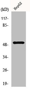 Western Blot analysis of 293 cells using HNF-4α/γ Polyclonal Antibody