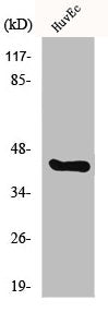 Western Blot analysis of HuvEc cells using HNK-1ST Polyclonal Antibody