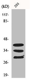 Western Blot analysis of COLO205 cells using hnRNP A1 Polyclonal Antibody