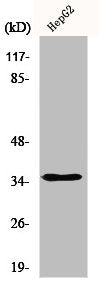 Western Blot analysis of HepG2 cells using hnRNP A2/B1 Polyclonal Antibody