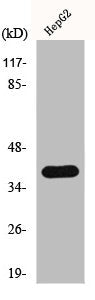 Western Blot analysis of COLO205 cells using hnRNP C1/C2 Polyclonal Antibody
