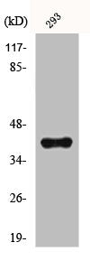 Western Blot analysis of 293 cells using hnRNP D0 Polyclonal Antibody