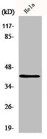 Western Blot analysis of HeLa cells using hnRNP G Polyclonal Antibody