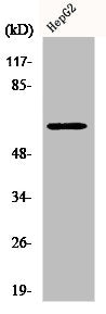 Western Blot analysis of HuvEc cells using hnRNP K Polyclonal Antibody