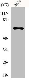 Western Blot analysis of HuvEc cells using hnRNP L Polyclonal Antibody