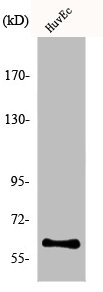Western Blot analysis of COLO205 cells using hnRNP LL Polyclonal Antibody