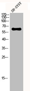 Western Blot analysis of SH-SY5Y cells using hnRNP Q Polyclonal Antibody
