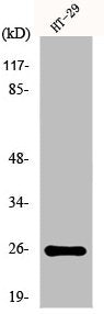 Western Blot analysis of K562 cells using HoxA6 Polyclonal Antibody