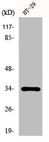 Western Blot analysis of HT29 cells using HoxB4 Polyclonal Antibody