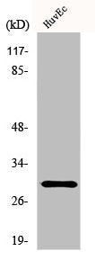 Western Blot analysis of HuvEc cells using HoxB5 Polyclonal Antibody