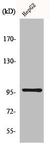 Western Blot analysis of HepG2 cells using HPK1 Polyclonal Antibody