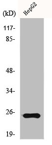 Western Blot analysis of HeLa cells using HRF Polyclonal Antibody