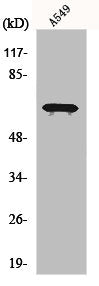 Western Blot analysis of various cells using EIF2AK1 Polyclonal Antibody