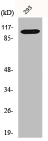 Western Blot analysis of HuvEc cells using Hrs Polyclonal Antibody