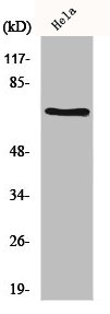 Western Blot analysis of Hela cells using HSC 70 Polyclonal Antibody