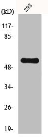 Western Blot analysis of 293 cells using HSF-27 Polyclonal Antibody