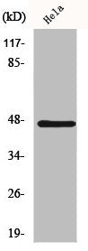 Western Blot analysis of HeLa cells using HSFX1 Polyclonal Antibody