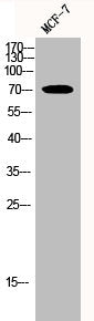 Western Blot analysis of MCF-7 cells using HSP70 Polyclonal Antibody