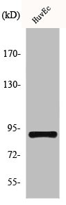 Western Blot analysis of NIH-3T3 cells using HSP90β Polyclonal Antibody