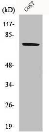 Western Blot analysis of COS7 cells using HSP A9 Polyclonal Antibody