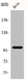 Western Blot analysis of HeLa cells using HSP105 Polyclonal Antibody