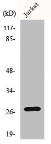 Western Blot analysis of Jurkat cells using HSP27 Polyclonal Antibody