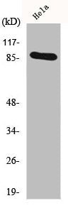 Western Blot analysis of HeLa cells using HSP90A Polyclonal Antibody