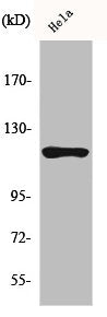 Western Blot analysis of HeLa cells using HXK I Polyclonal Antibody