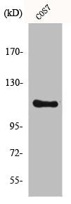 Western Blot analysis of COS7 cells using IARS2 Polyclonal Antibody