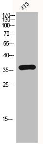 Western Blot analysis of 3T3 cells using ICAD Polyclonal Antibody