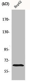 Western Blot analysis of HepG2 cells using ICAM-1 Polyclonal Antibody