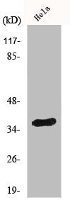 Western Blot analysis of HeLa cells using IgA Polyclonal Antibody