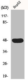 Western Blot analysis of HepG2 cells using IGSF4D Polyclonal Antibody