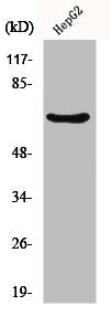 Western Blot analysis of HeLa cells using IK Polyclonal Antibody